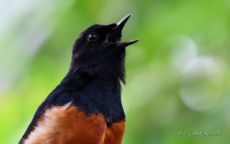 01 White-Rumped Shama (Copsychus malabaricus)